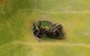 Lasioglossum sp.